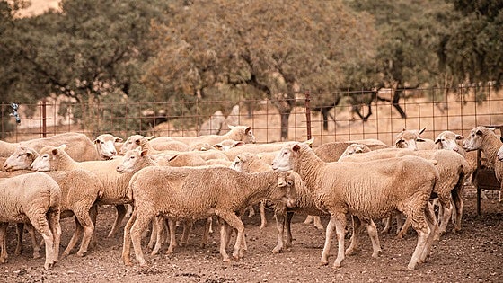 El serotipo 4 de lengua azul resurge en Extremadura