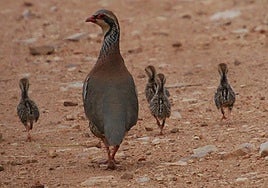 Perdiz roja con sus polluelos.