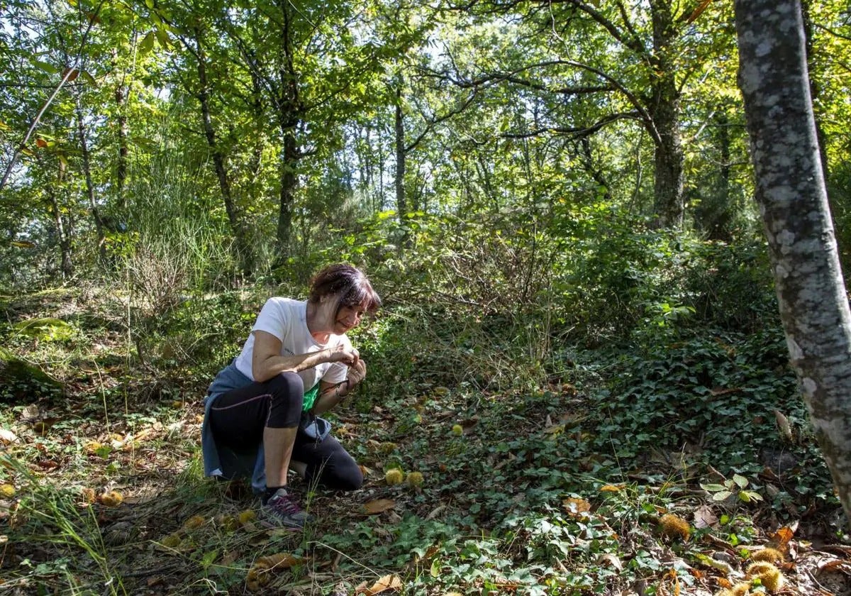 Comienzan las actividades de la 27 edición del 'Otoño Mágico del Valle del Ambroz'