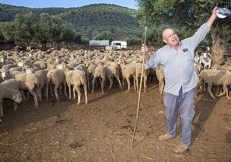 Javier Santos, ganadero de San Jorge de Alor, en su explotación ovina.