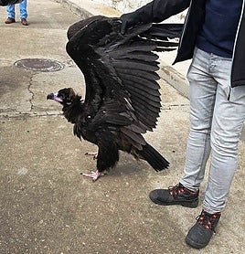 El buitre encontrado por los vecinos de la localidad