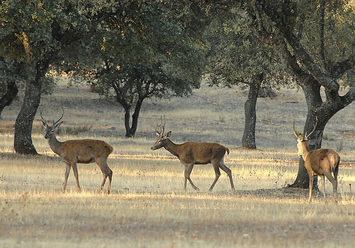 Ciervos en el parque nacional de Monfragüe.