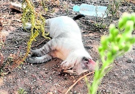 Uno de los gatos hallados muertos en Don Benito.