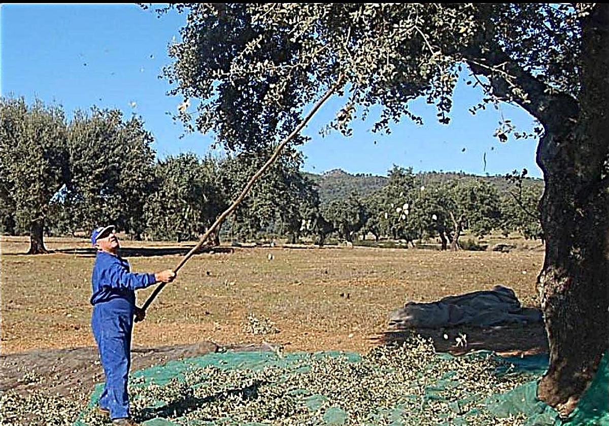 Un vecino recoge la bellota en la Dehesa Boyal