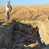 Último balance: 4.000 animales muertos y 21.000 afectados