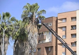 Poda de palmeras en Badajoz.