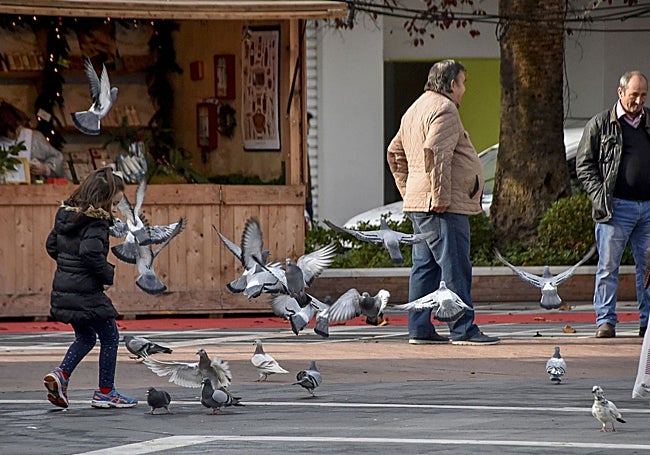 Palomas en el paseo de San Francisco de Badajoz.