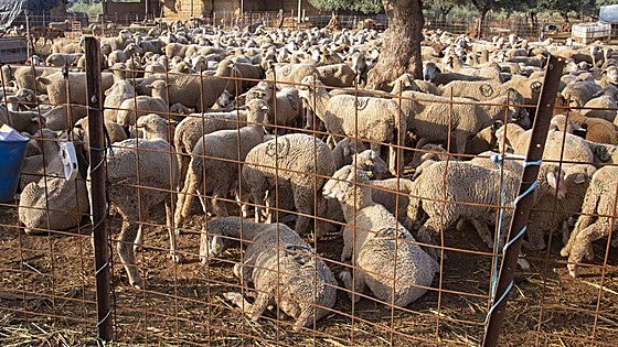 El laboratorio de Algete notifica otros 39 casos de lengua azul, con nuevos contagios del tipo 8 y 4