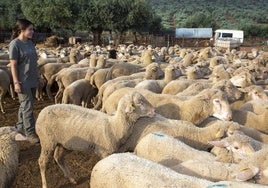 Un ganadero extremeño, en una fosa con ovejas muertas a finales de septiembre.