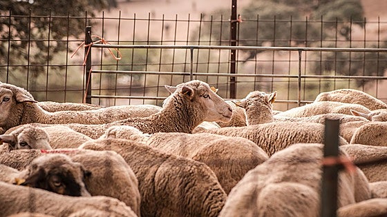 El laboratorio de Algete comunica otros 71 nuevos casos de lengua azul, 35 del tipo 3, el más virulento