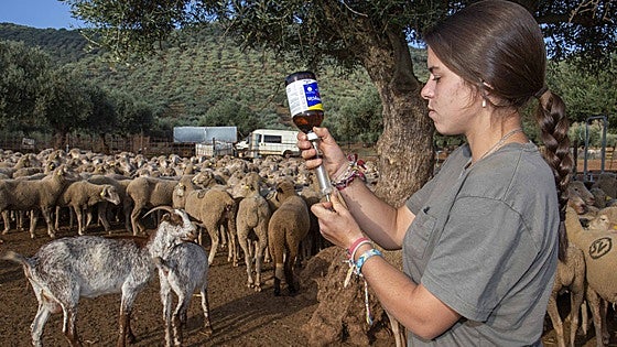 Otras 93 explotaciones notifican casos de lengua azul en Extremadura, más de 200 en esta semana