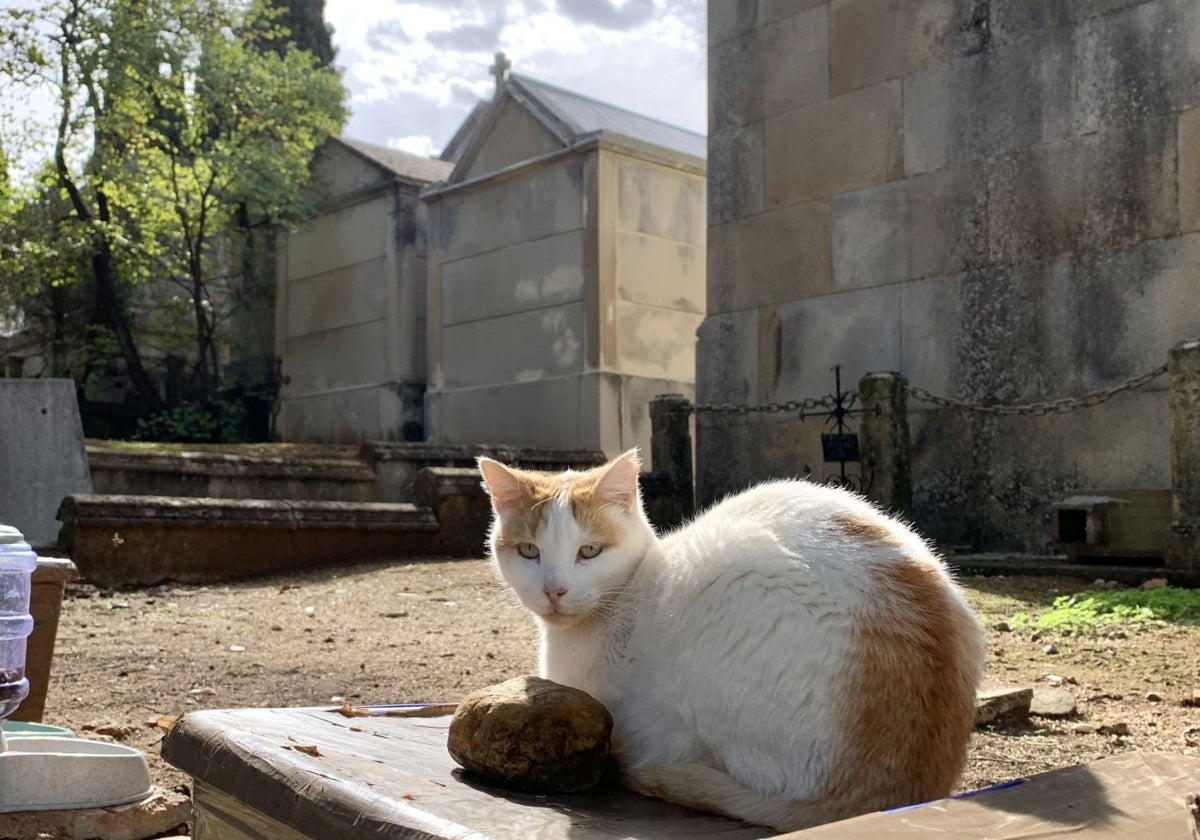 Gato callejero en una imagen en el cementerio de Cáceres.