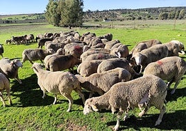 Ovejas pastando en la finca La Galga