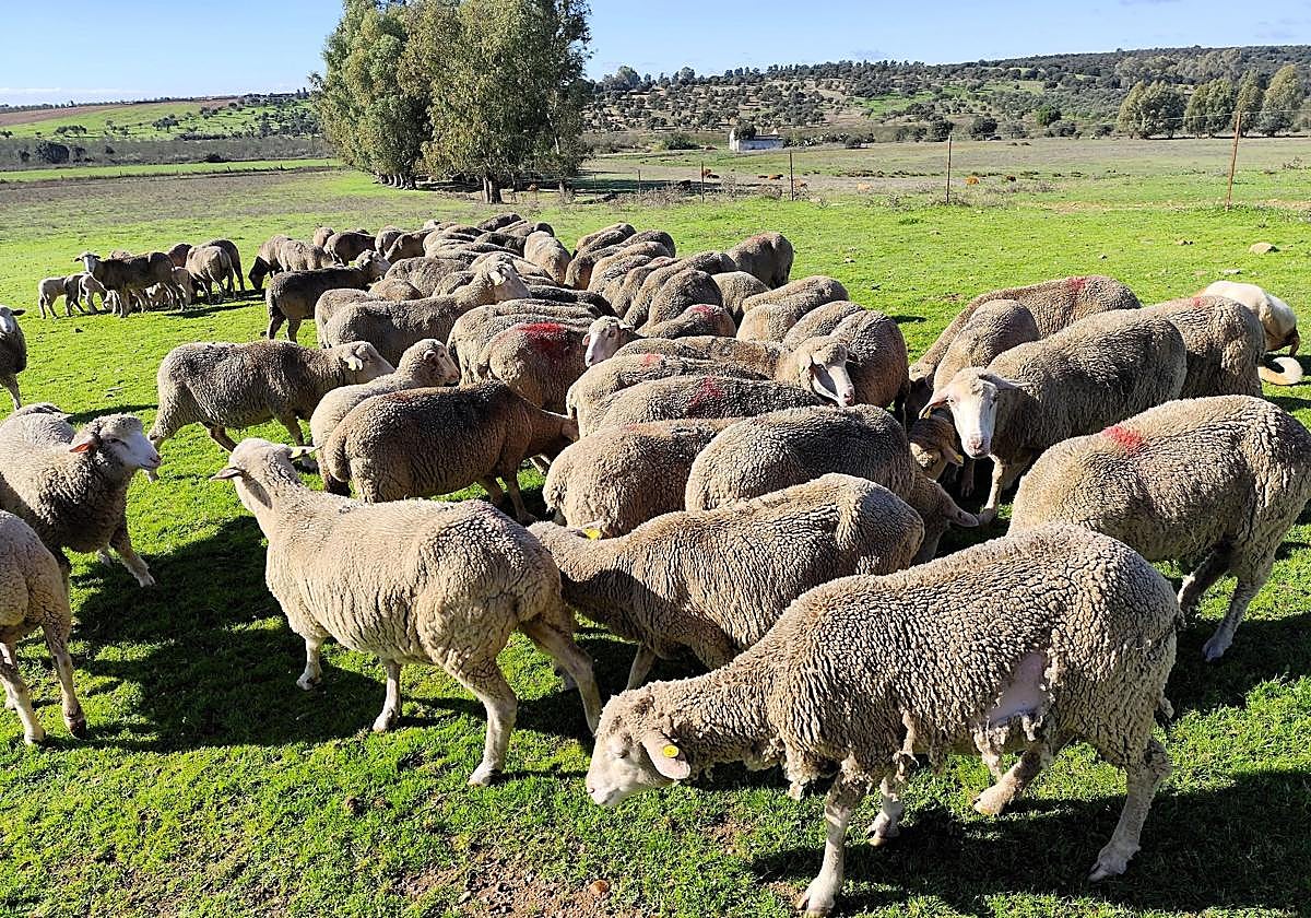 Ovejas pastando en la finca La Galga