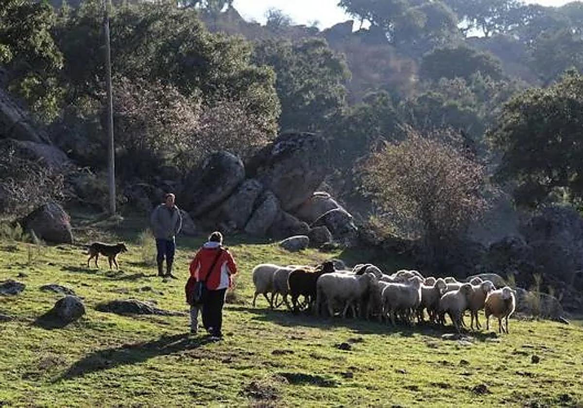 Transhumancia con la lengua fuera, y azul