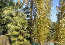 Zona repleta de vegetación en la Ribera del Marco.