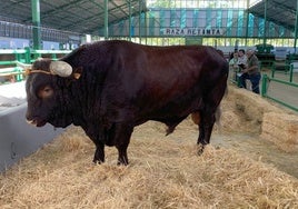 Semental de raza retinta expuesto en Zafra.