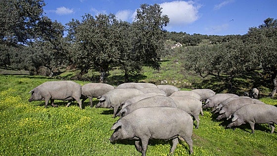 El ibérico se ajusta en la montanera