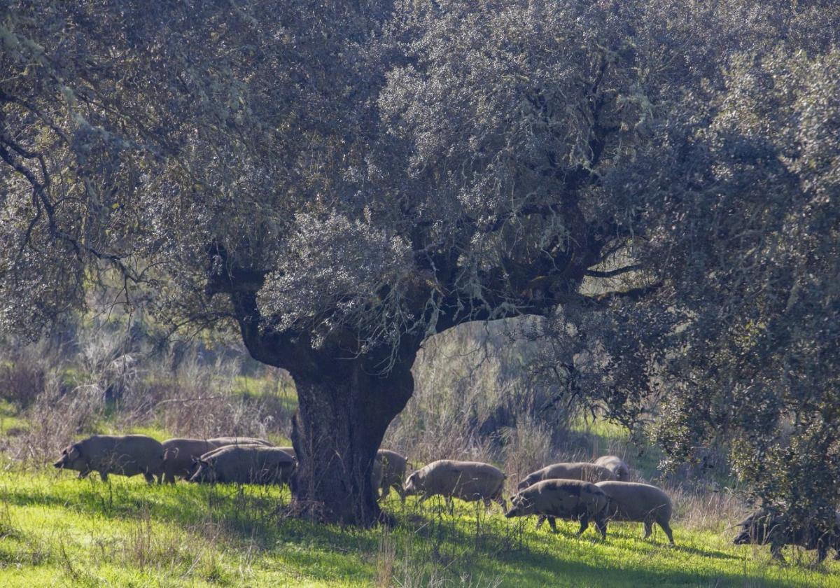 Primera campaña donde la DO solo tiene ibéricos puros