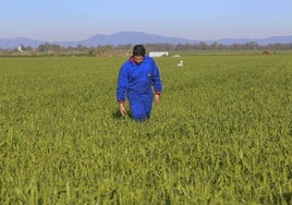 Un joven agricultor comprueba el crecimiento de su cereal en Villanueva de la Serena.