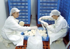 Dos trabajadoras en la quesería Virgen del Prado, de Casar de Cáceres, en el proceso de elaboración de la torta.