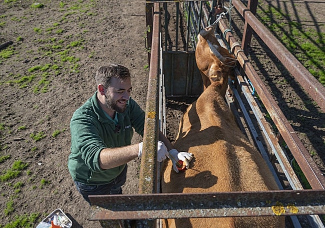 Abriendo un agujero a una vaca para que expulse los gases.