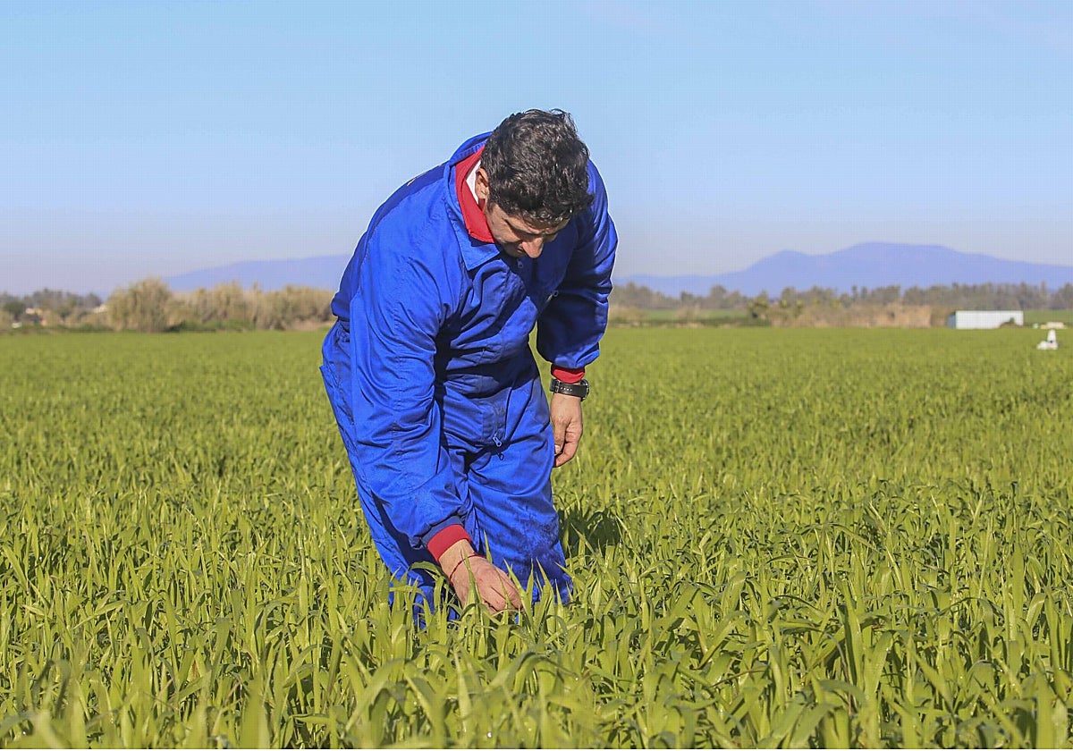 Antonio Hidalgo, agricultor de Villanueva de la Serena, comprueba su parcela de trigo el año pasado.