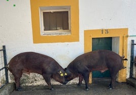 Cerdos de la raza Duroc.