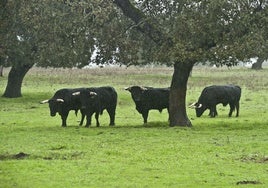 Tauromaquia y conservación de la naturaleza