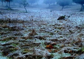 Helada y niebla en la dehesa en La Siberia extremeña este sábado con la llegada del invierno.