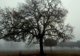 Niebla en una dehesa extremeña.