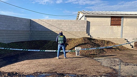 Inmovilizan 9.000 kilos de aceitunas en condiciones insalubres en una parcela de Salvatierra de Santiago