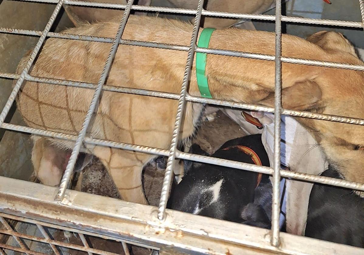 Investigan a cuatro galgueros por cazar liebres en un coto sin licencia