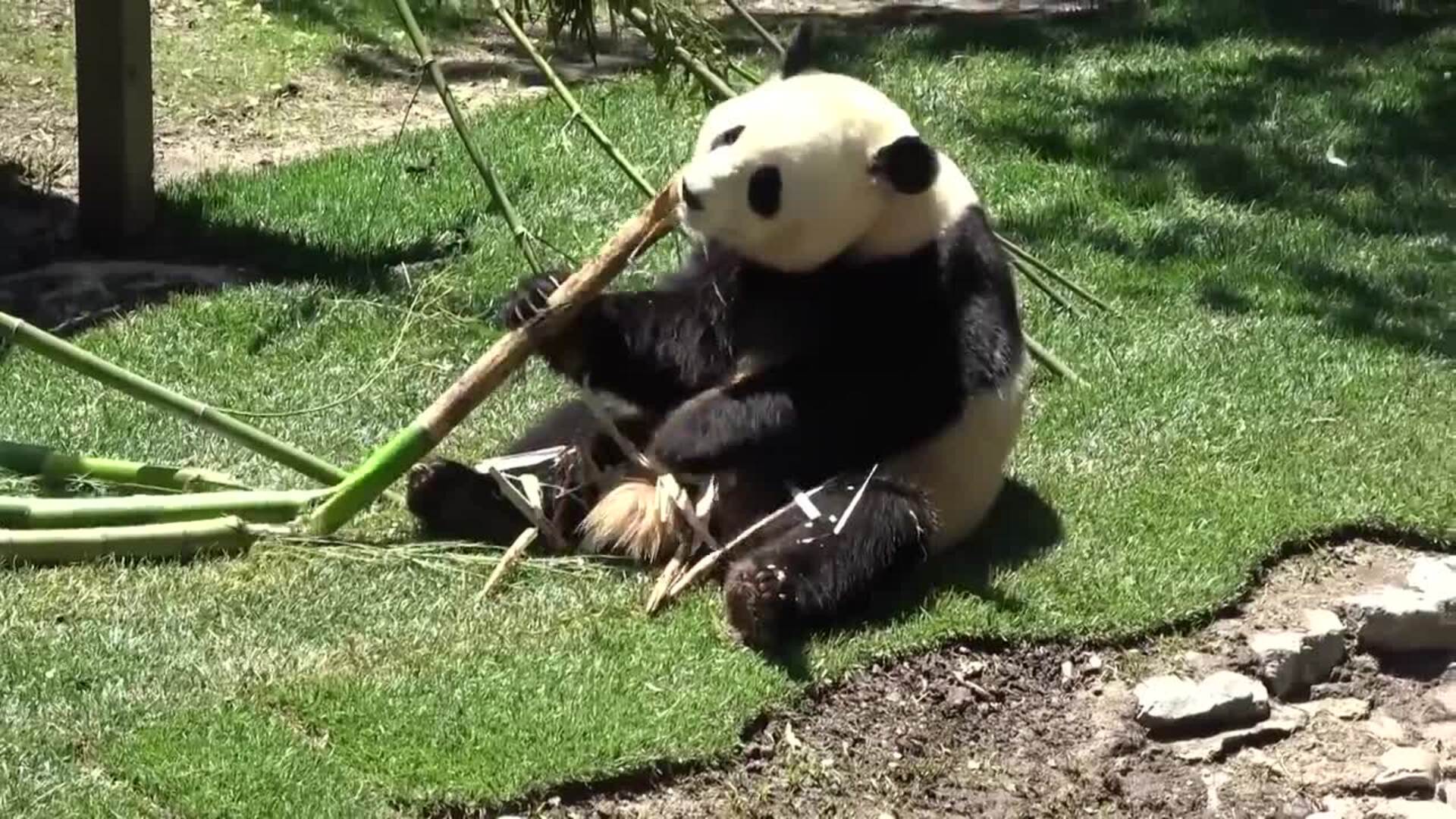 Doña Sofía preside la presentación oficial de los nuevos pandas del Zoo ...