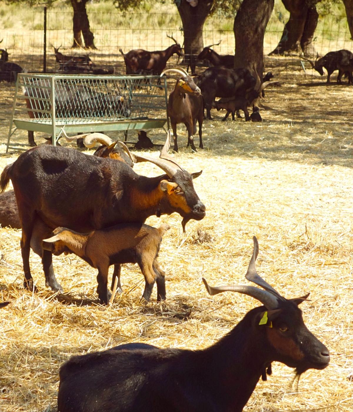 Cooprado comercializa casi toda la leche de cabra extremeña.