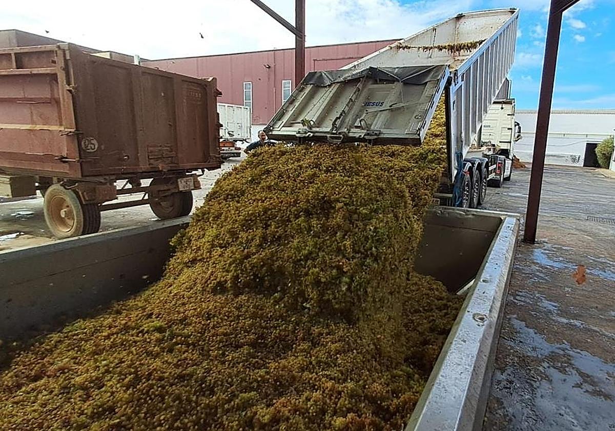 Descarga de uva en una cooperativa extremeña.