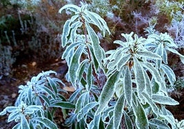 Heladas registradas en Helechosa de los Montes, donde los termómetros han caído a los -4 grados.