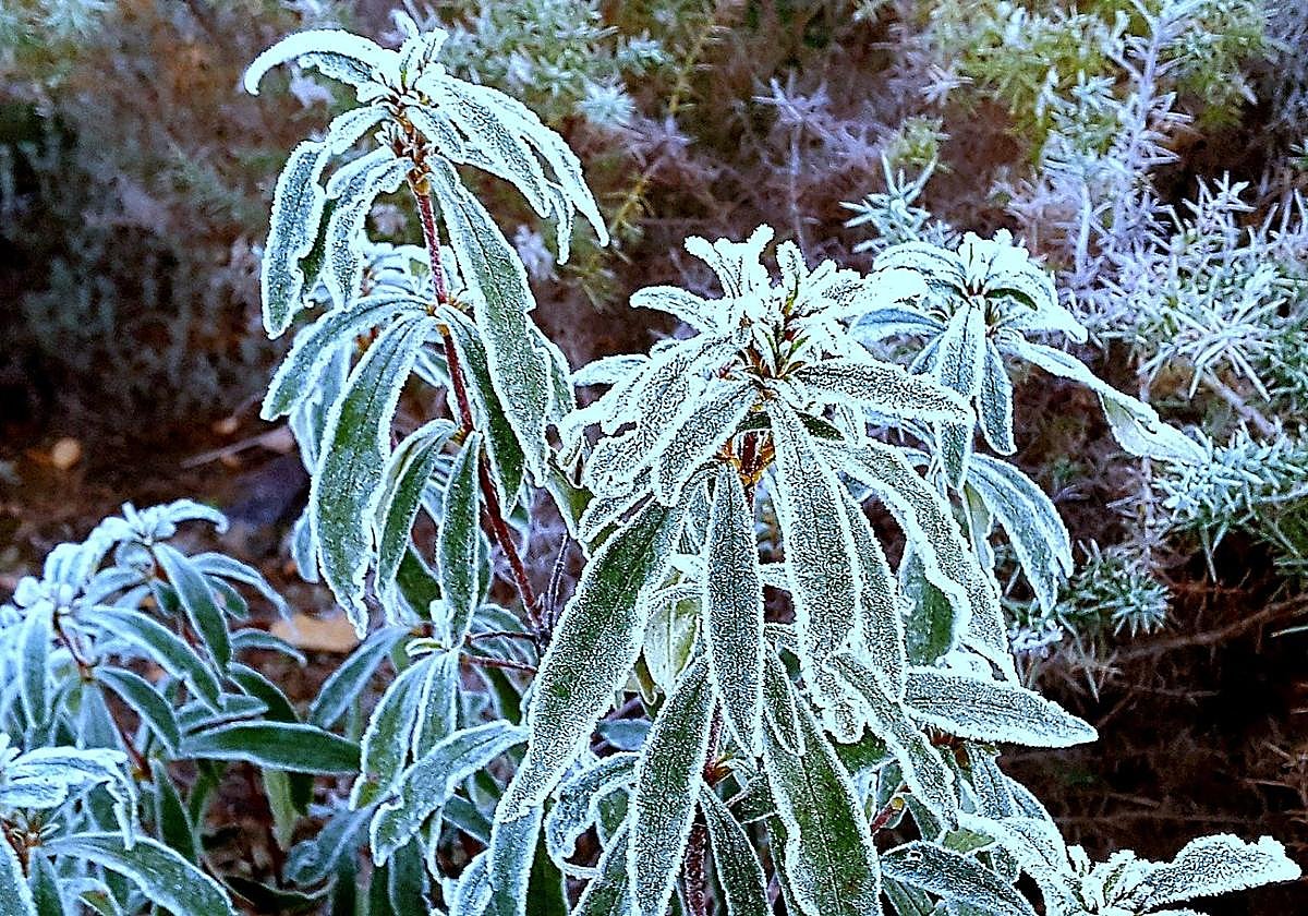 Heladas registradas en Helechosa de los Montes, donde los termómetros han caído a los -4 grados.