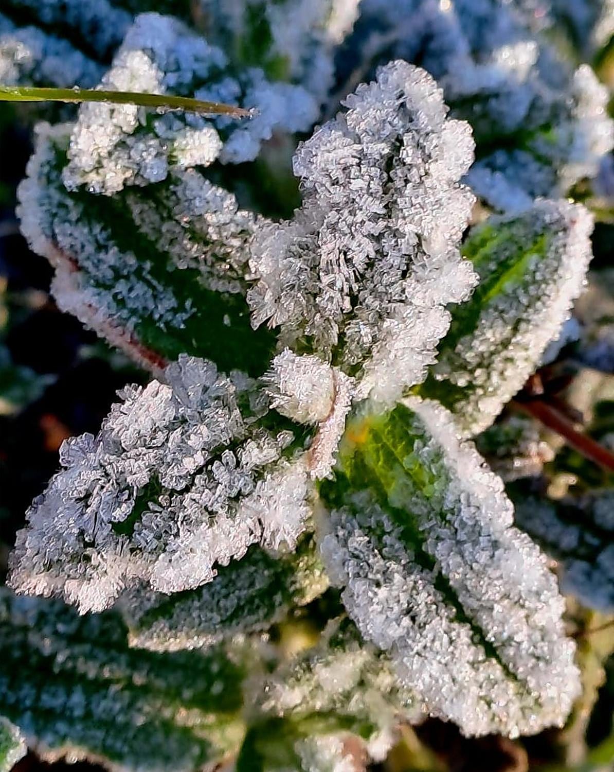 Planta con escarcha este jueves junto al observatorio de Cáceres de la Aemet.