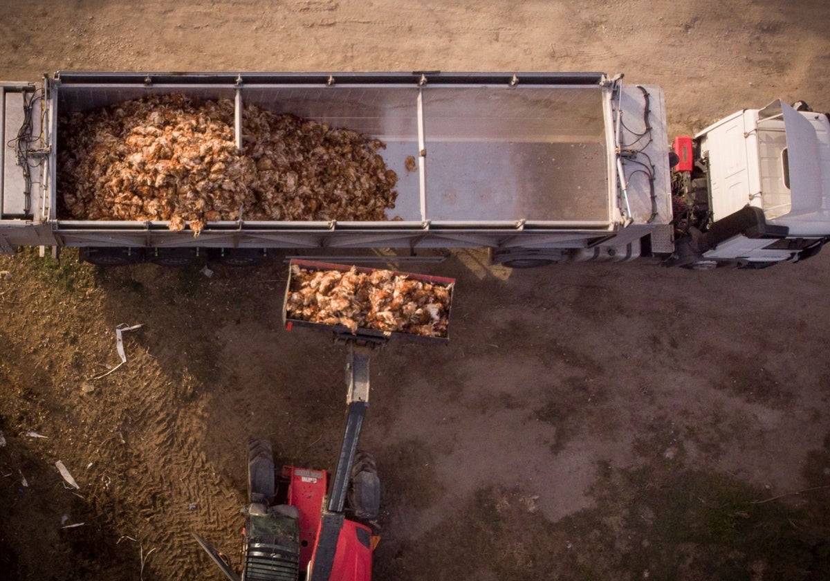 Agricultura prohíbe la cría de gallinas al aire libre por el riesgo de la gripe aviar