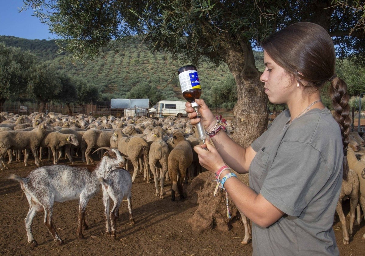 Una joven agricultora prepara un antibiótico para su ganado ovino en San Jorge de Alor.