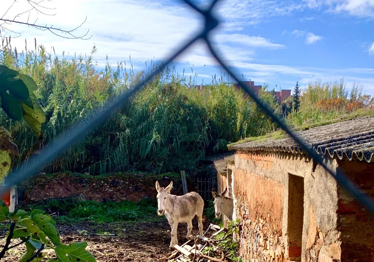 Los burros también deberán salir de la finca del molino de los Acedo cuando sea derribado.