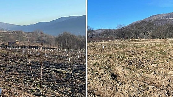 Roban 350 plantones de cerezos en una finca del Valle del Jerte: «Sentimos rabia e impotencia»