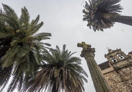 Dos de las cuatro palmeras de la plaza de Santa Clara, en Cáceres, lucen carteles que indican que están en tratamiento preventivo contra el picudo.