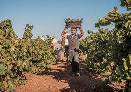 Un jornalero cosecha uva para cava en el pasado verano en Almendralejo.