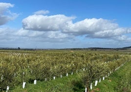 Parcela de olivar superintensivo. En las Vegas Altas del Guadiana ese tipo de olivar está creciendo a un ritmo elevado.