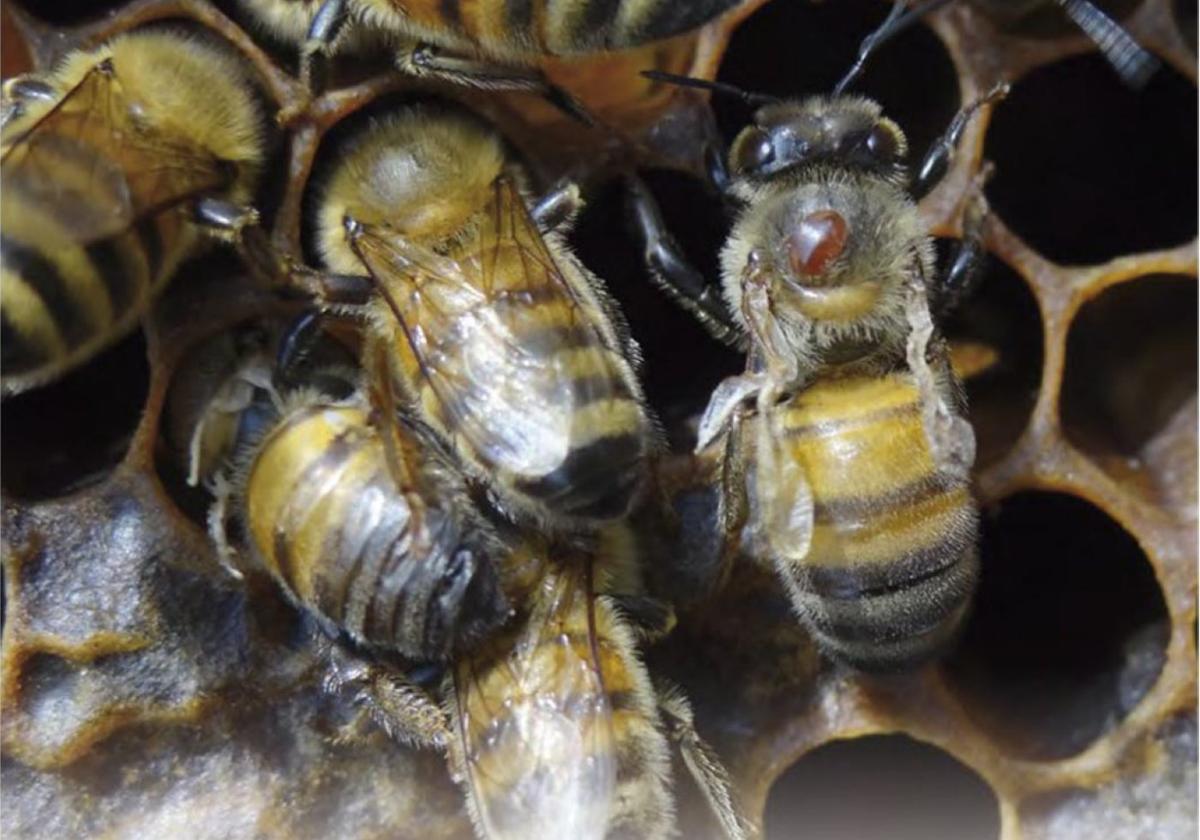 La varroa diezma las colmenas españolas.