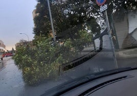 El árbol caído a la entrada del colegio.