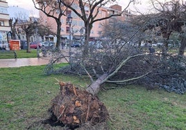 El vendaval de esta mañana en San Fernando, en imágenes