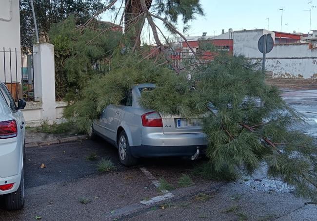 Ramas de varios pinos en mal estado en las inmediaciones del colegio Nuestra Señora de la Soledad de Badajoz.